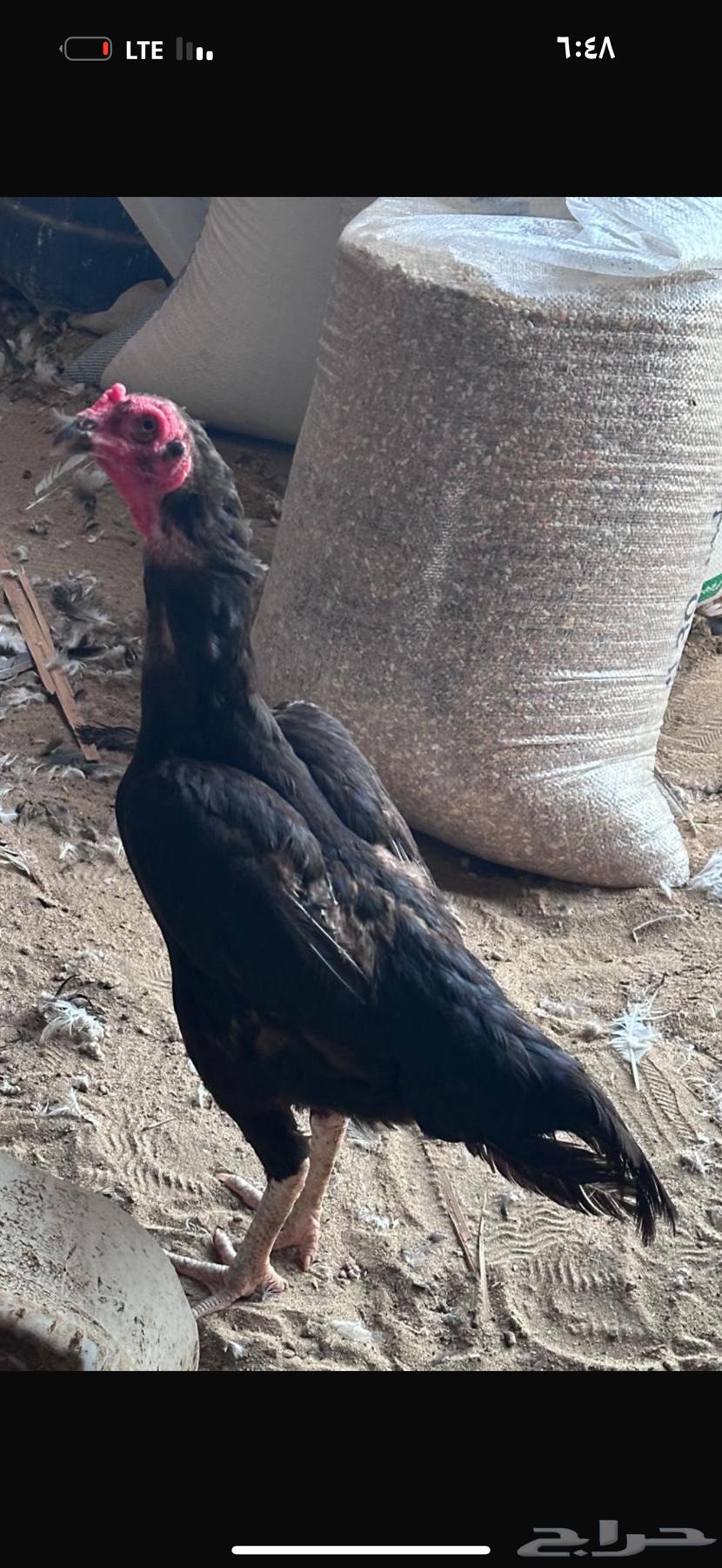 دجاجه باكستاني64340038124803110