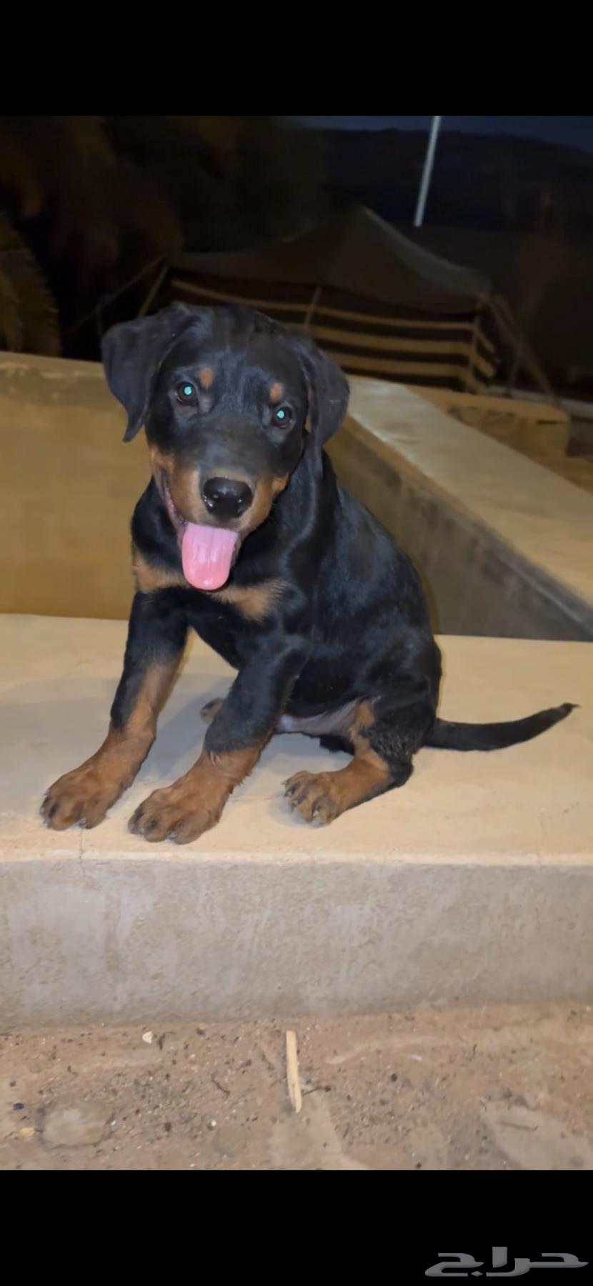 للبيع جوز روت وايلر بيور64348246797186110