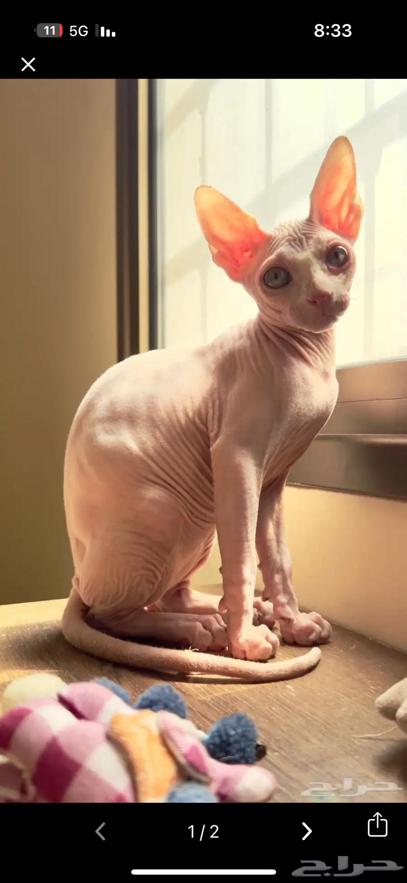 Sphinx or Pharaoh Cat Wanted64346502854530110