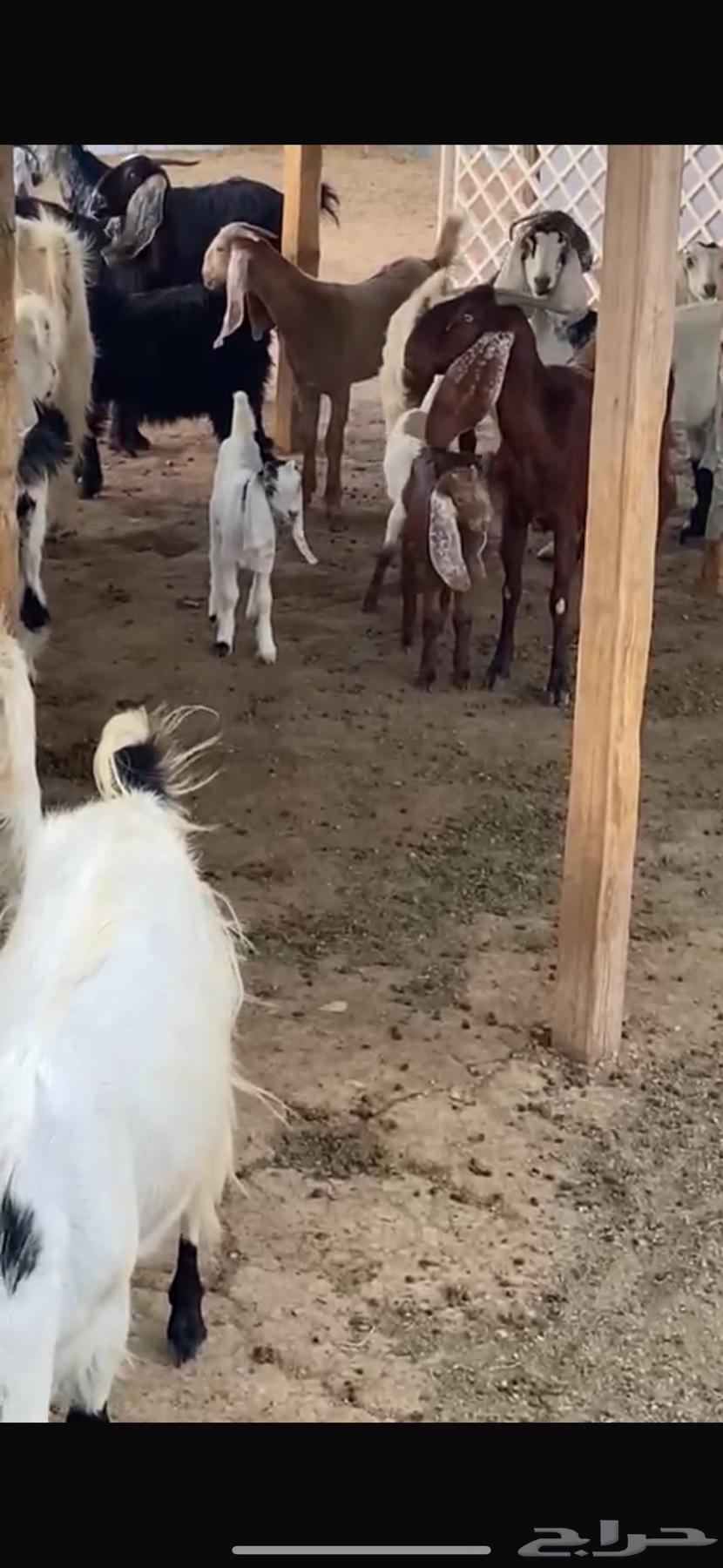 للبيع معزا مشاريك64344866920450110