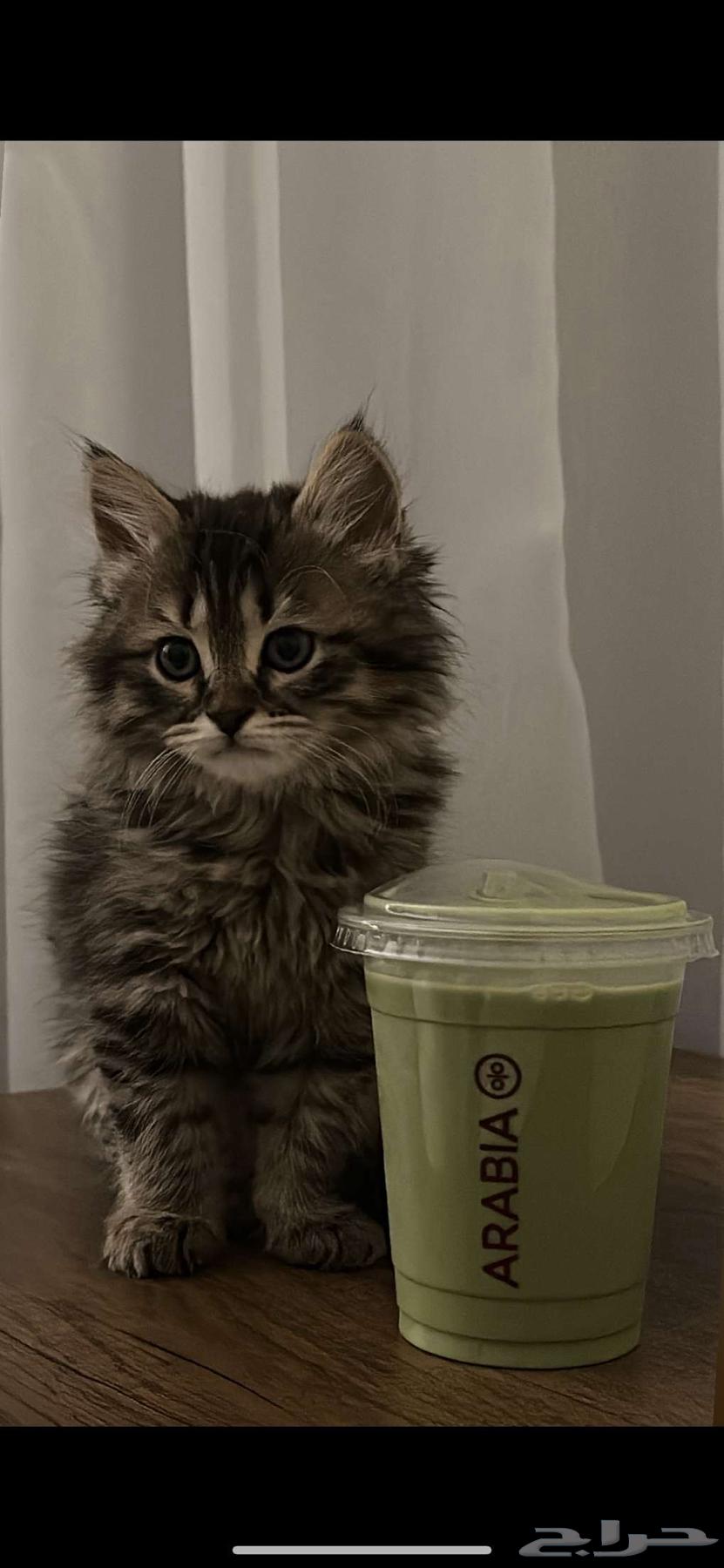 قطه تبني64340977088898111