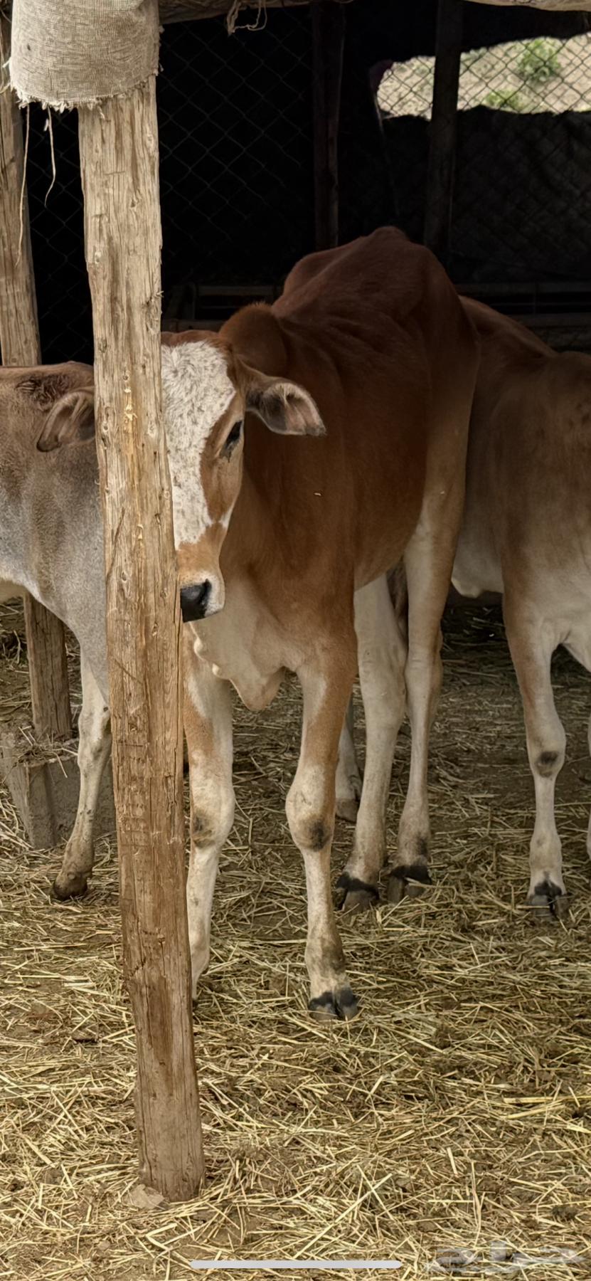 حسيله خبشه عمرها تقريبا  سنه وشهرين64337192053635112