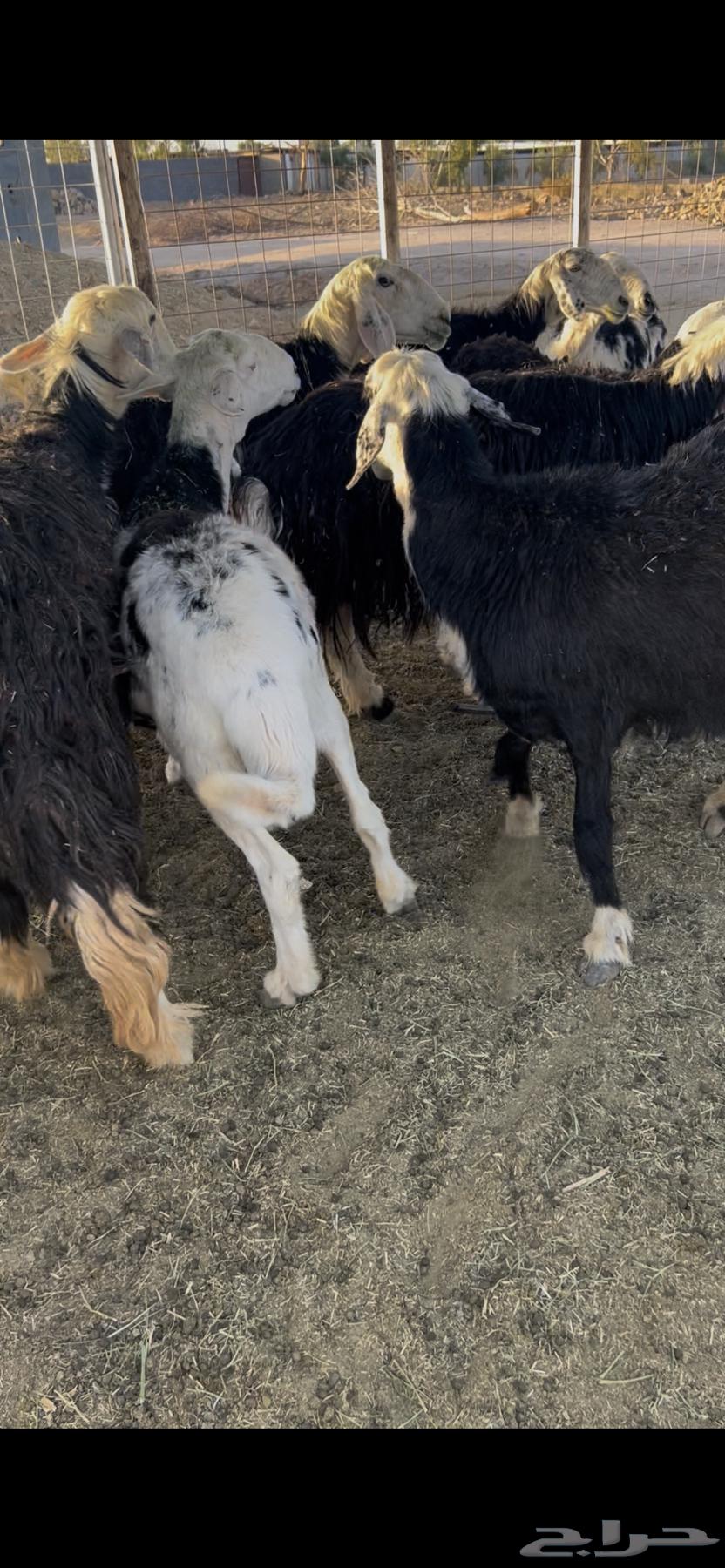 Sheep. Najdi. Quantity 20 heads. Young and mature. Selling from 1400 SAR63667800608385112