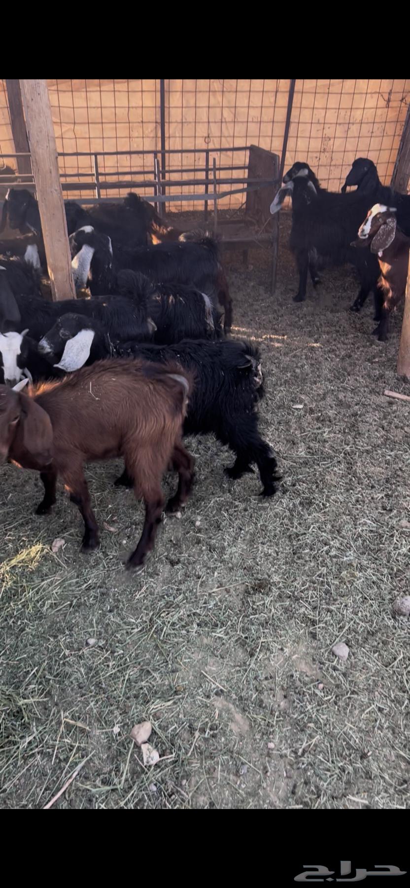 بهم. ربط. تيوس. وجفار. العدد 35راس. تزود تنقص قليل64346295375875110