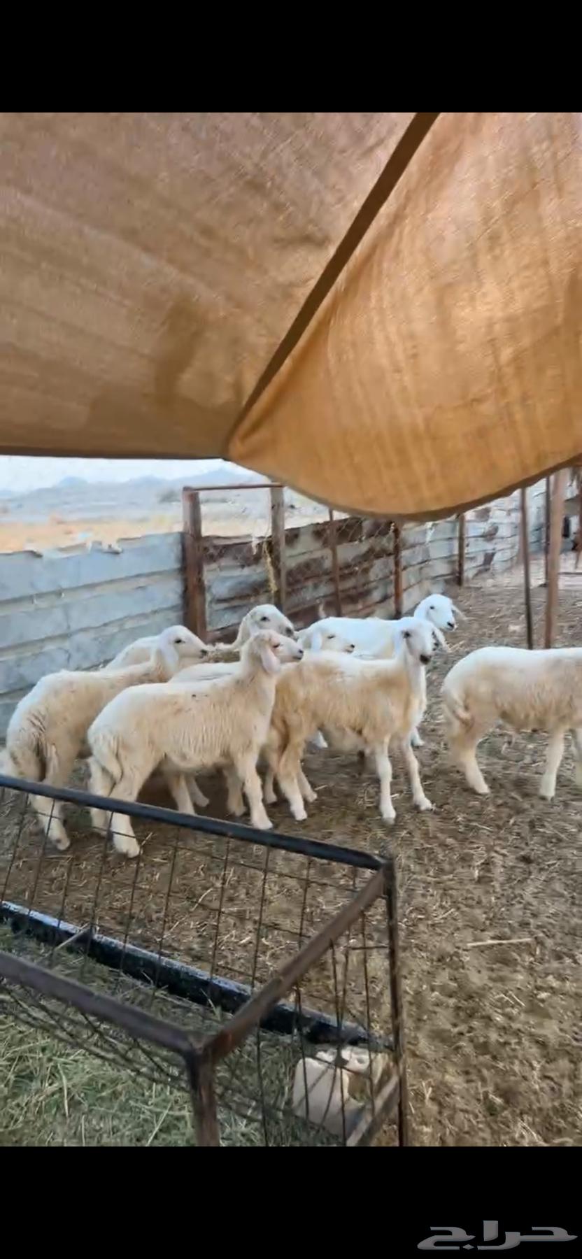 Lamb and ram slaughter animals64347573797890110