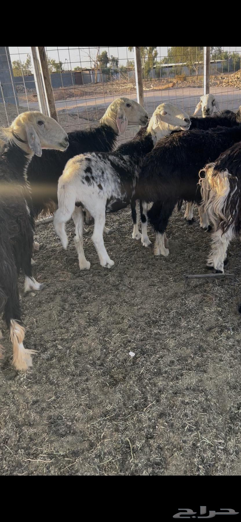 Sheep. Najdi. Quantity 20 heads. Young and mature. Selling from 1400 SAR63667800608385114