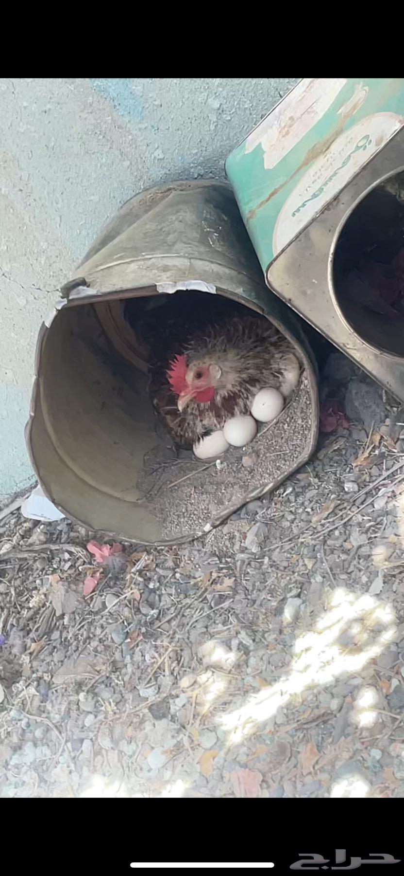 دجاجه للبيع رقاده64341961663489110