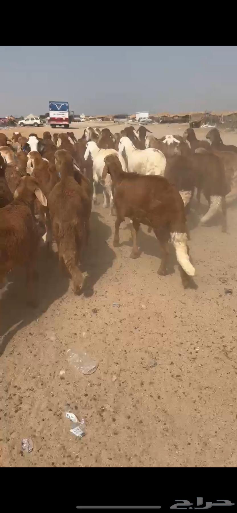 طليان سواكني 59 راس حمري64347265532930114