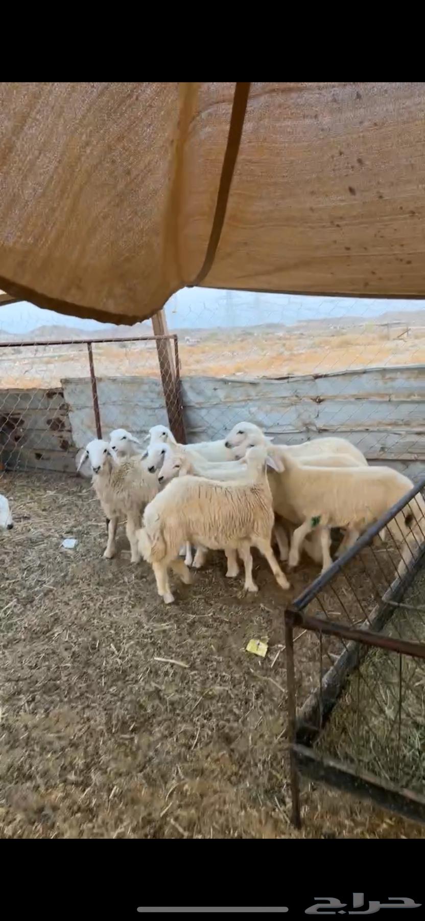 Lamb and ram slaughter animals64347573797890111
