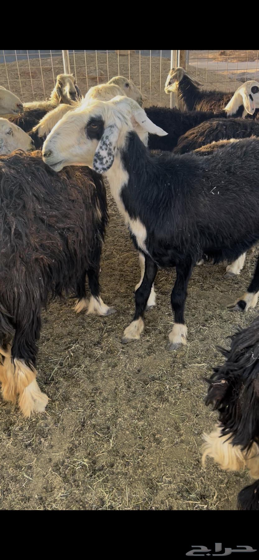 Sheep. Najdi. Quantity 20 heads. Young and mature. Selling from 1400 SAR63667800608385110