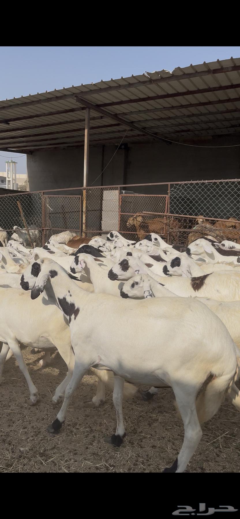 Sudanese sheep, one ram and ten ewes64346976005507113