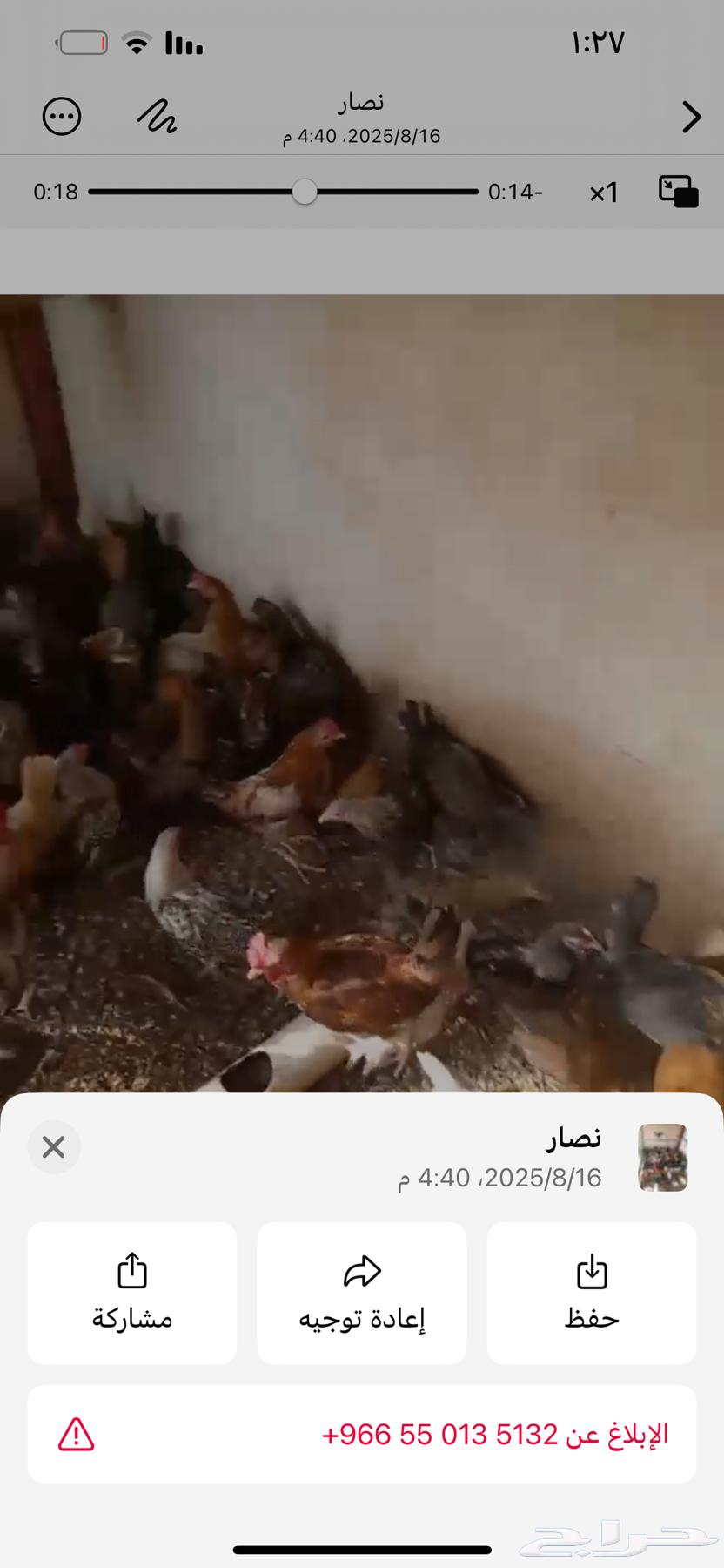 دجاج للبيع64341252837121112