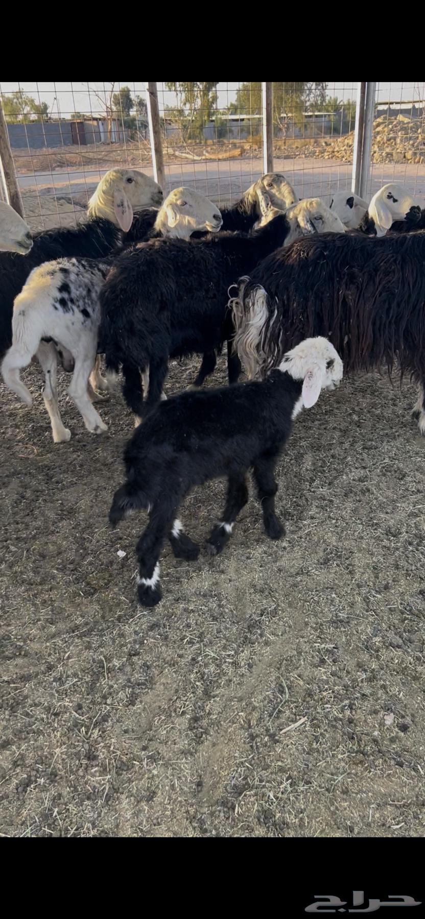 Sheep. Najdi. Quantity 20 heads. Young and mature. Selling from 1400 SAR63667800608385113