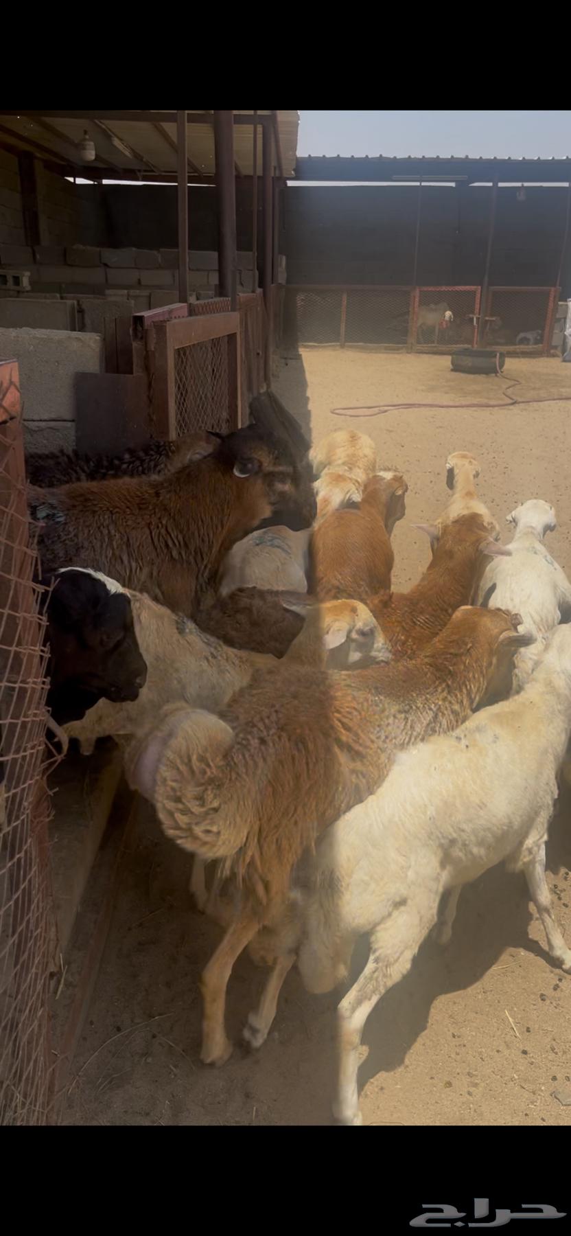 طليان رفيدي مرابي64340598277507110