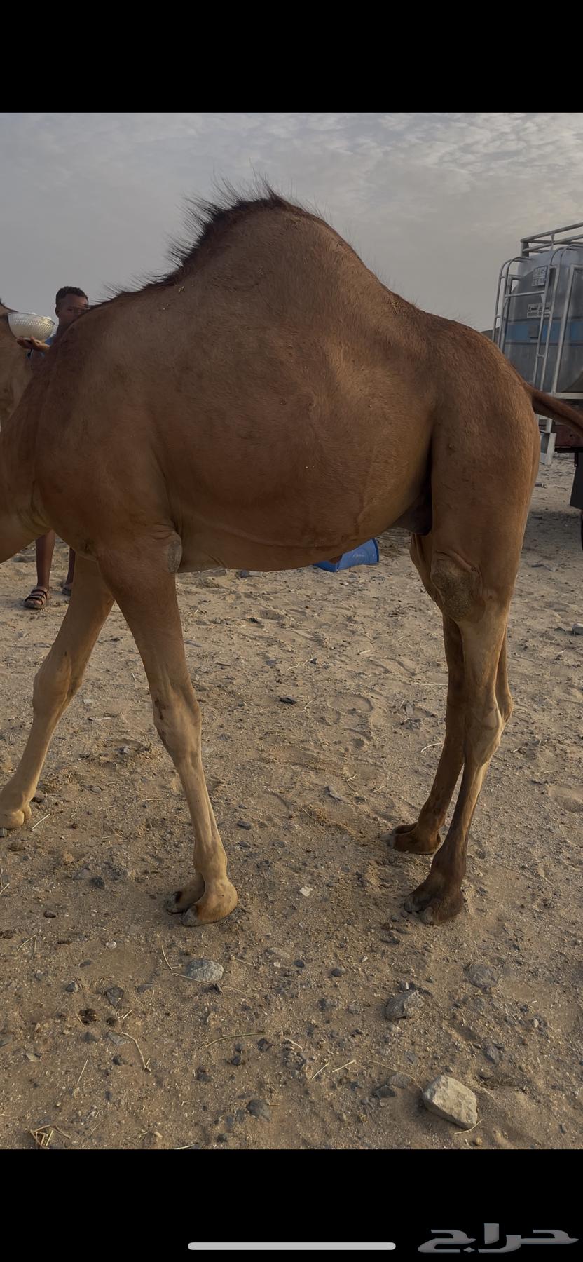 قعود للبيع64345762844163111