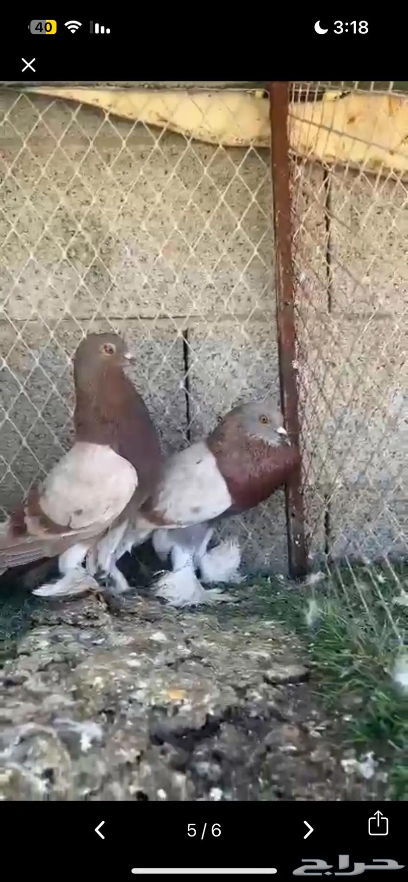 للبيع مجموعة حمام زينه64343177846786114