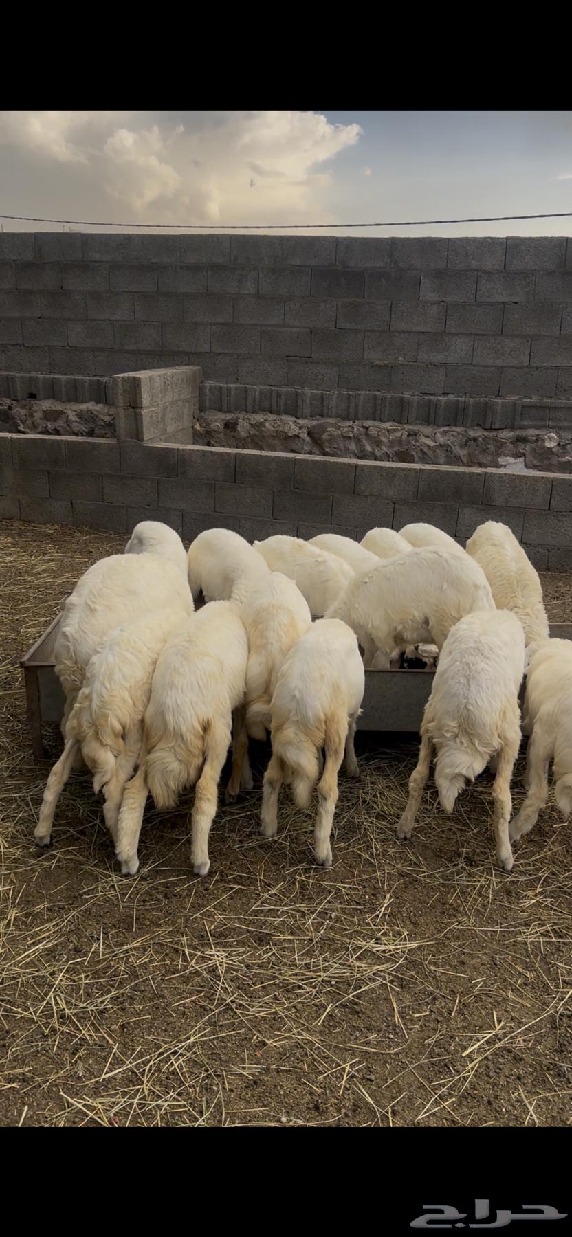 15 رخل شرط64337060127875110