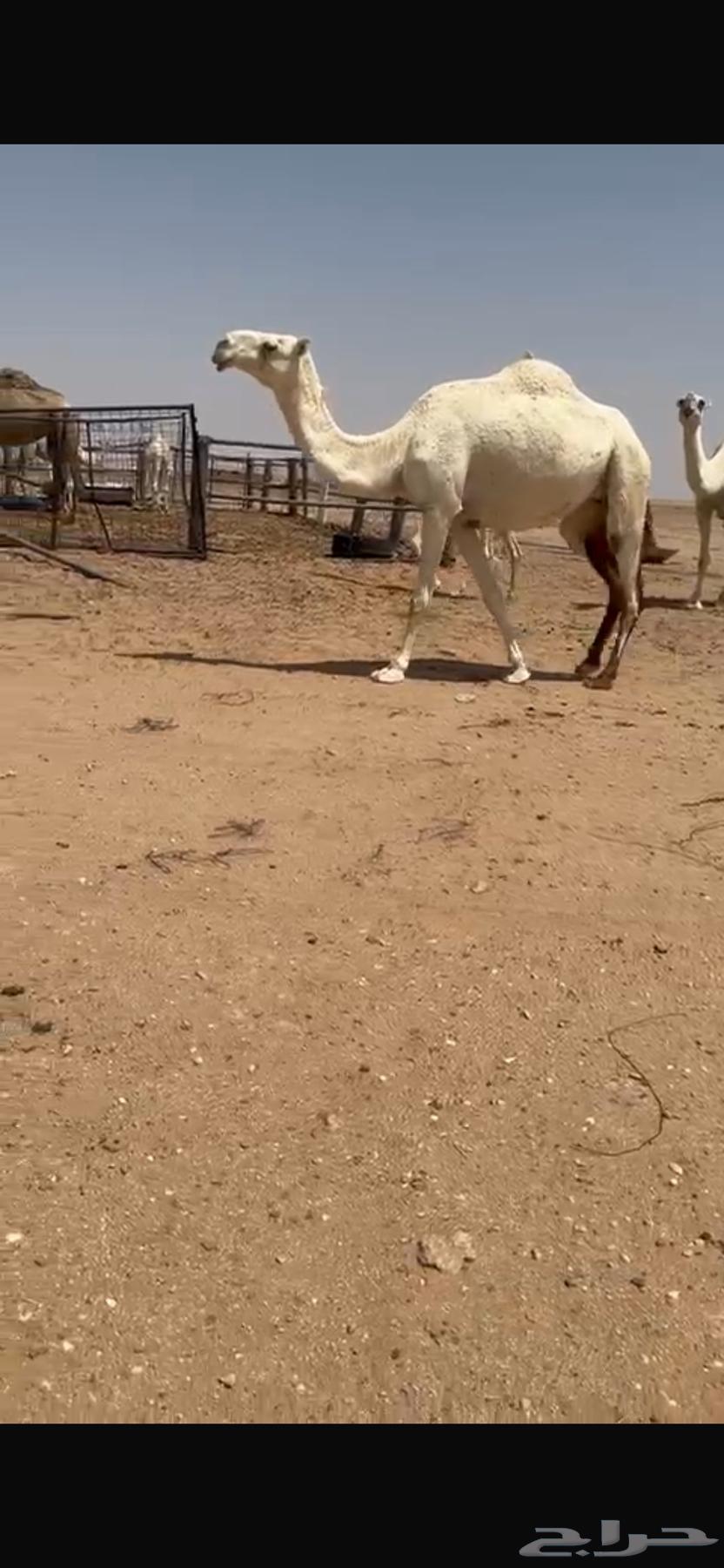 ناقة لقحه وضحاء64346946094723111