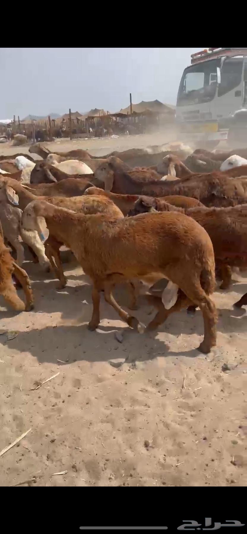 طليان سواكني 59 راس حمري64347265532930110