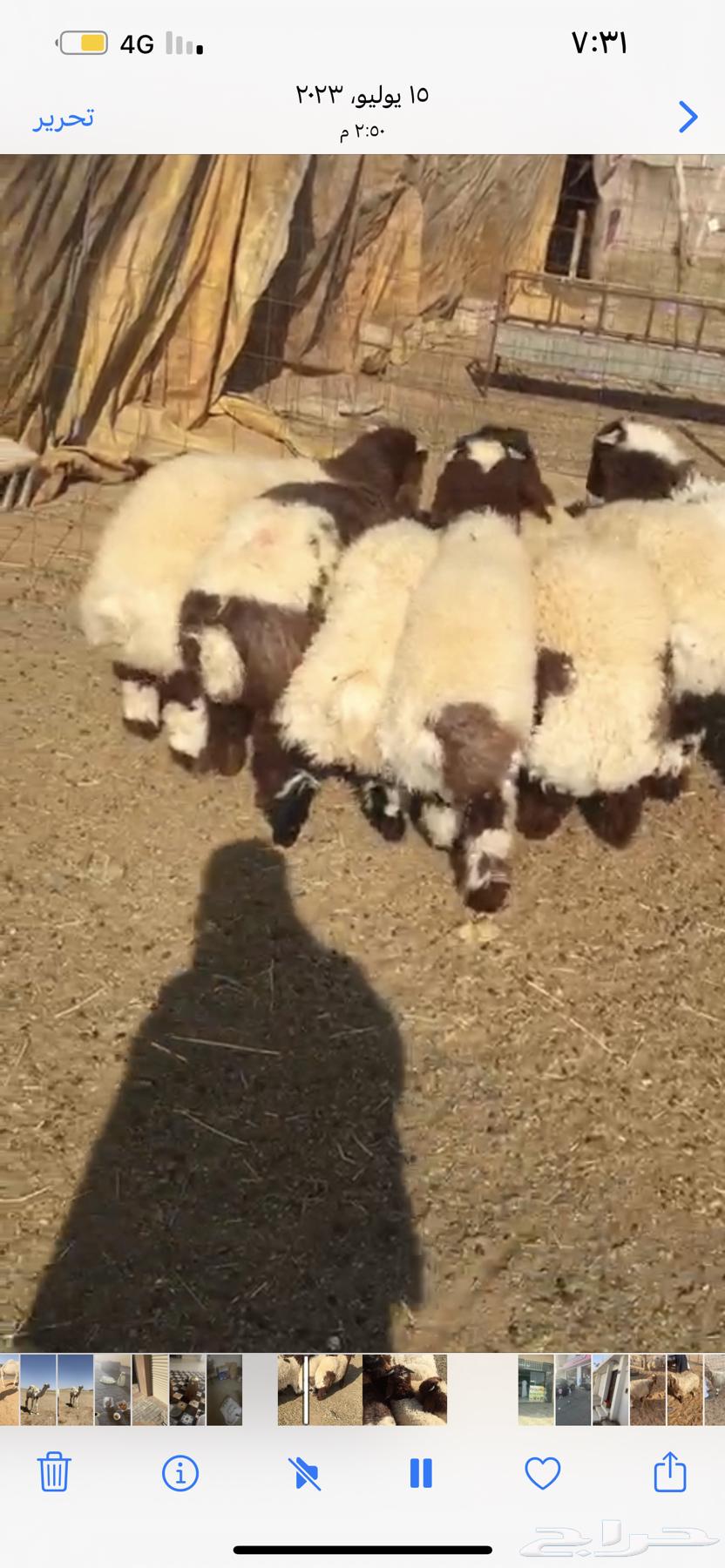 Slaughtered meat with delivery64340493017091112