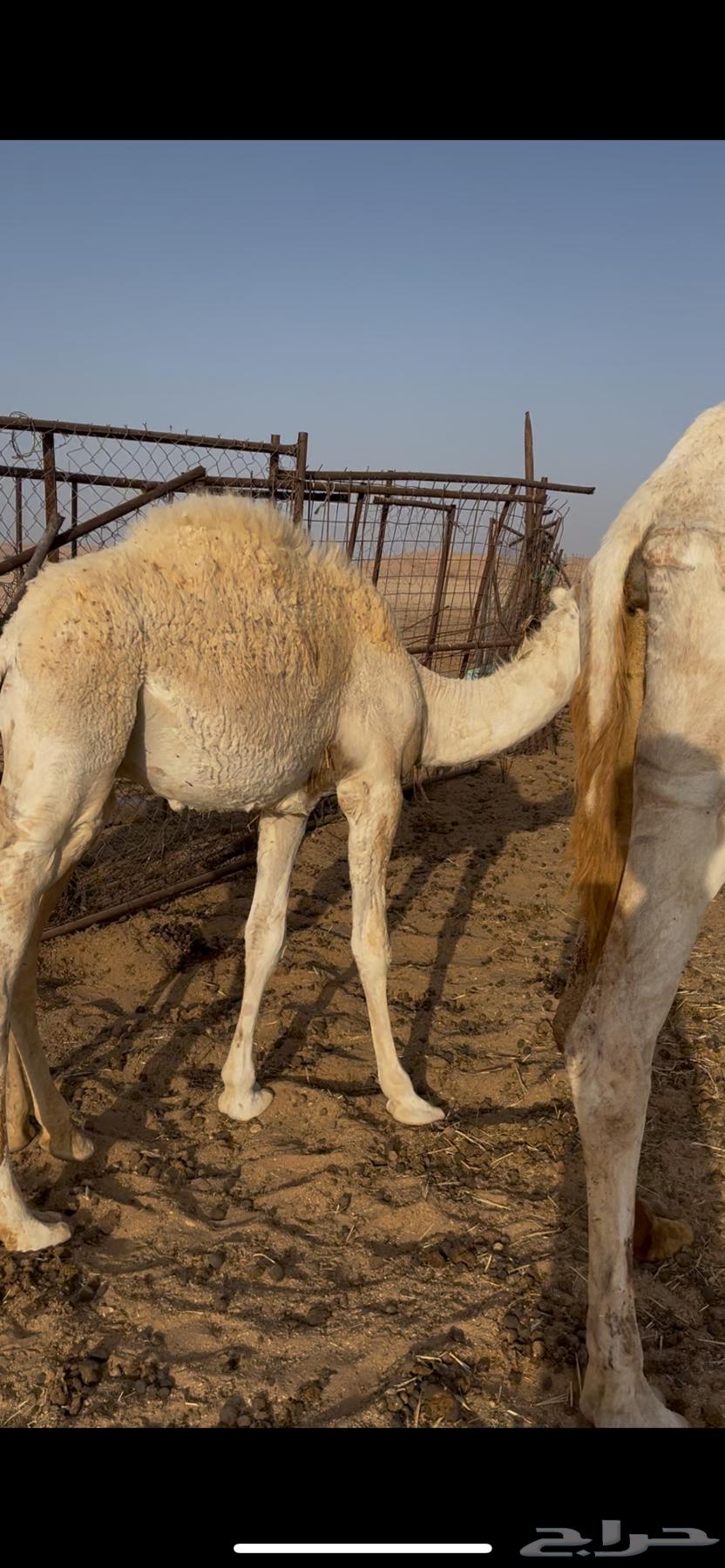 قعدان للبيع64341599229315110