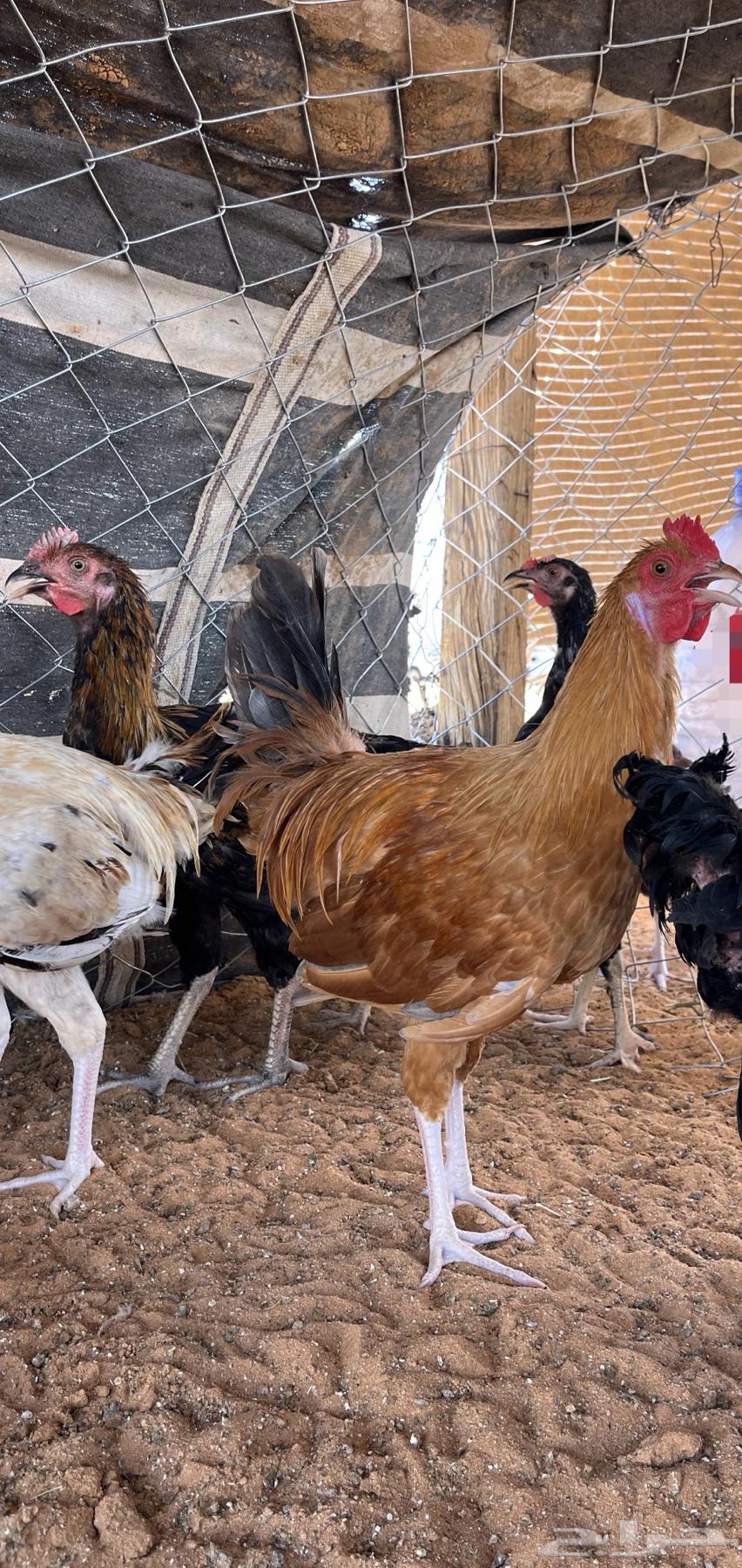 ديك تركي وهجين تركي64347338933122110