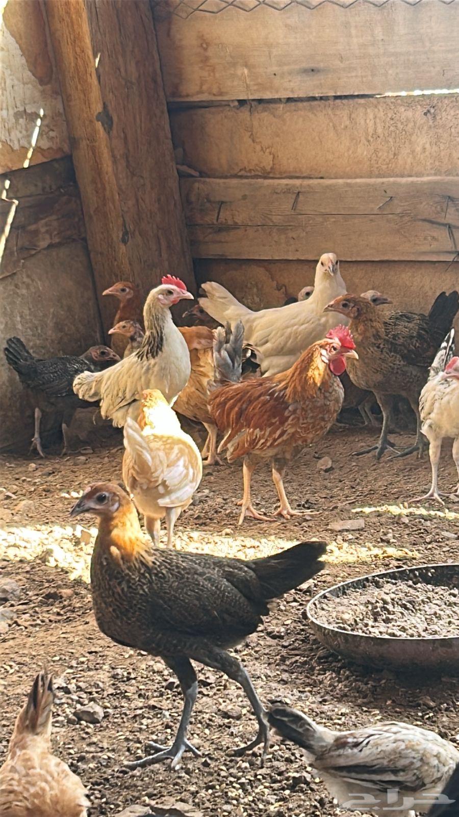 Bashayer Local Chicken64345344187010111