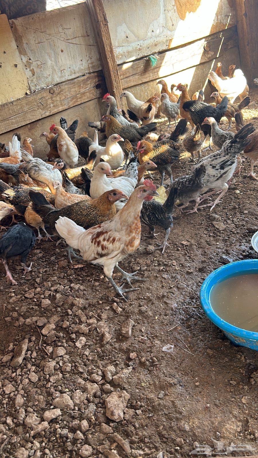 Bashayer Local Chicken64345344187010113