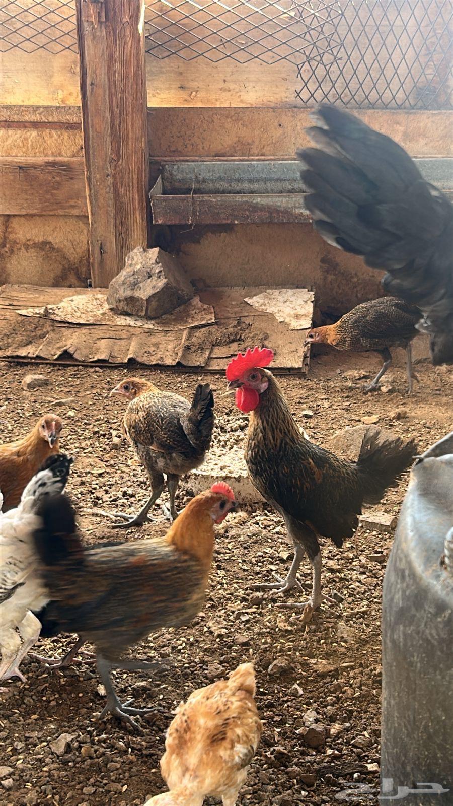 Bashayer Local Chicken64345344187010110