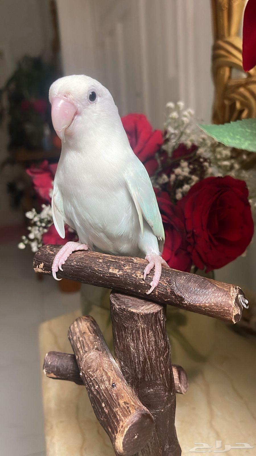 للبيع ببغاء الروز الأليف64342698492673111