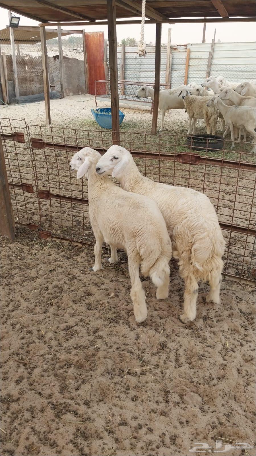 يوجد ذبايح حريه للبيع64338898550146111