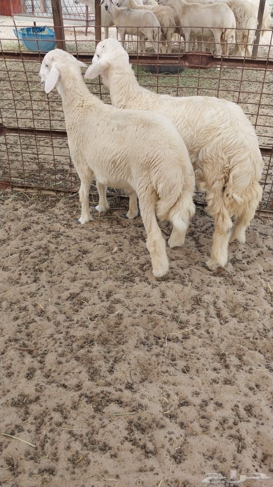 يوجد ذبايح حريه للبيع64338898550146110