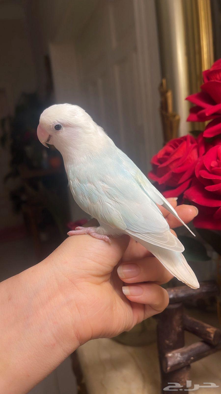 للبيع ببغاء الروز الأليف64342698492673112