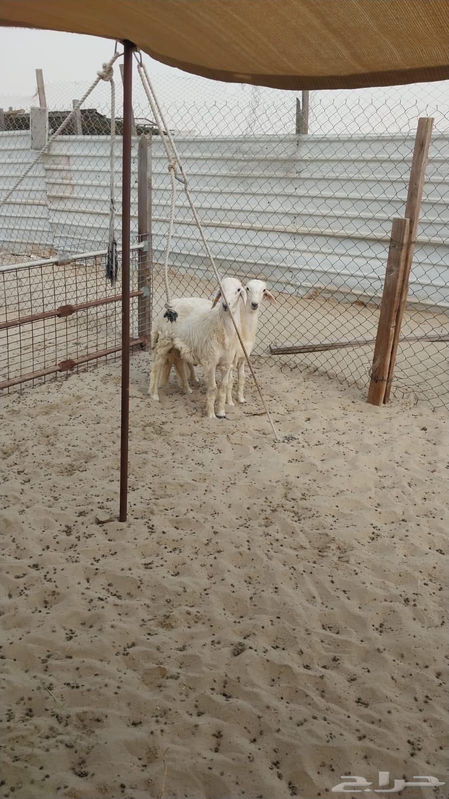 يوجد ذبايح حريه للبيع64338898550146113