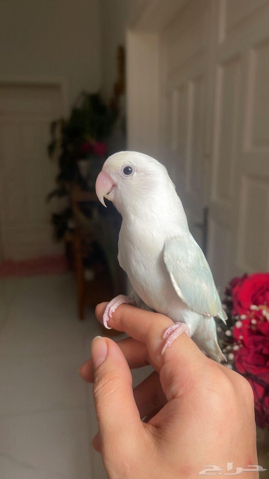 للبيع ببغاء الروز الأليف64342698492673114