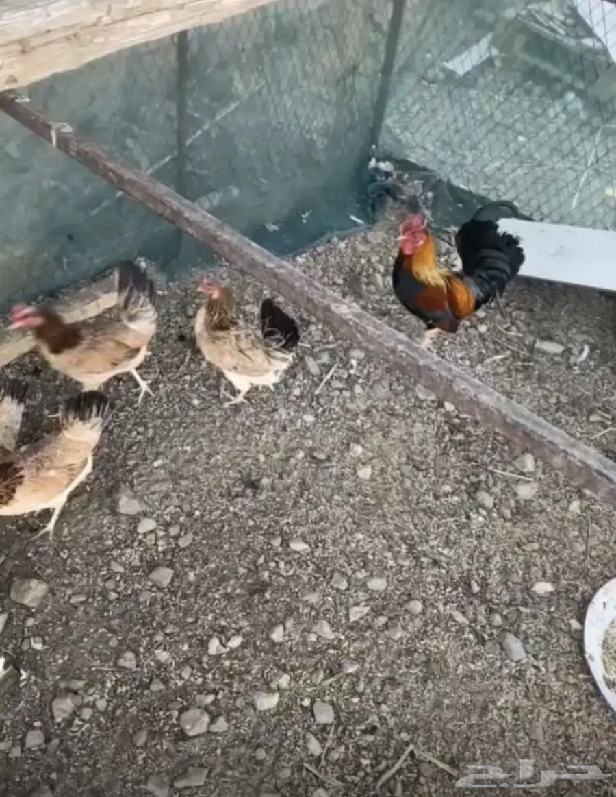 دجاج عربي نوادر64348890317442110