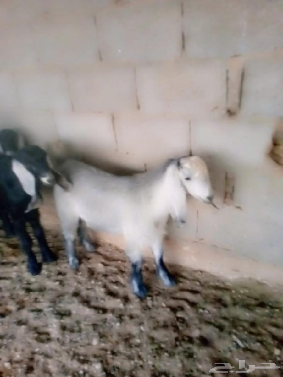 تيوس عوارض للبيع عمر 6اشهر صحه جيده64348143786370112