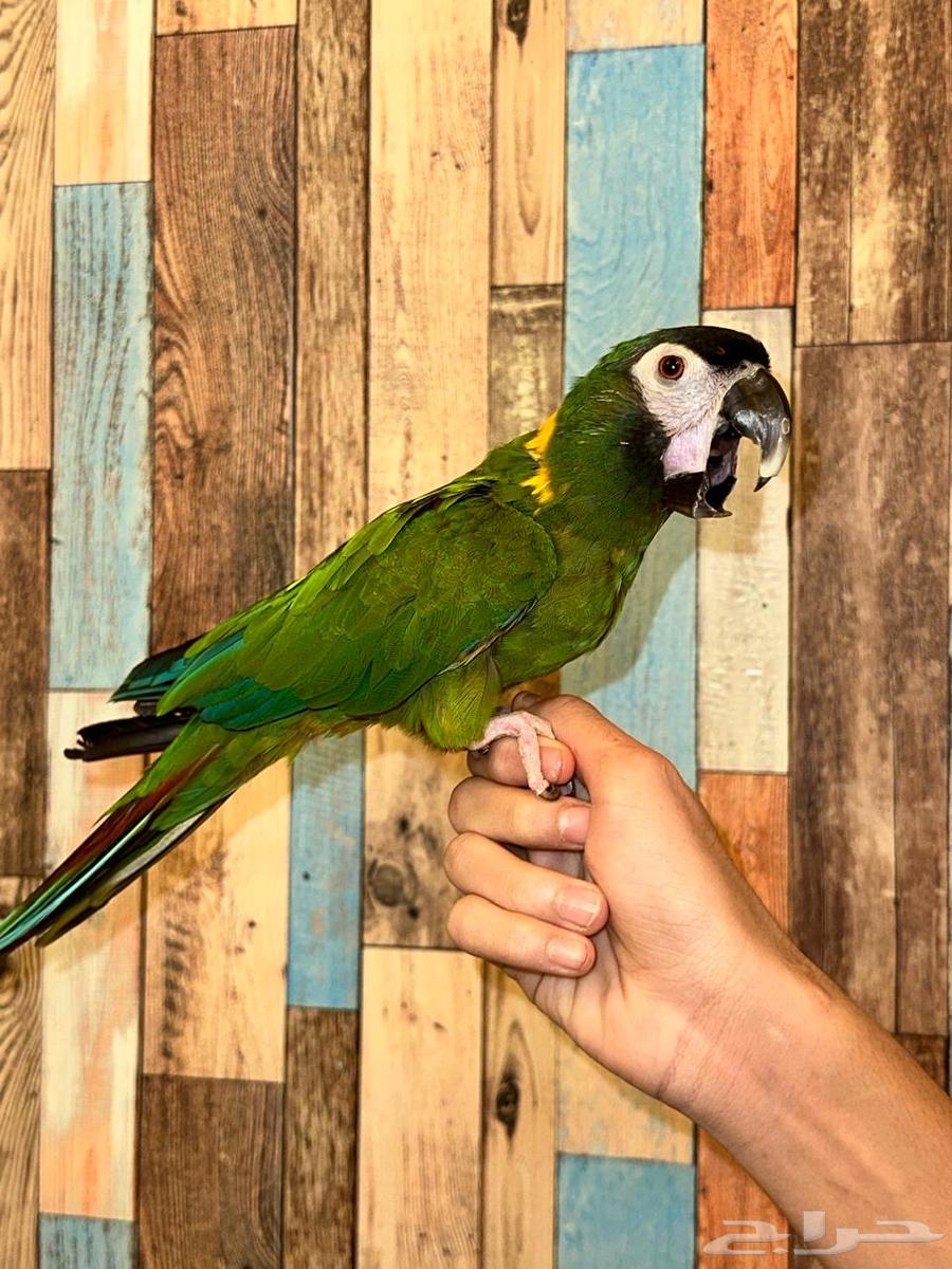Mini Macaw64345762807937114