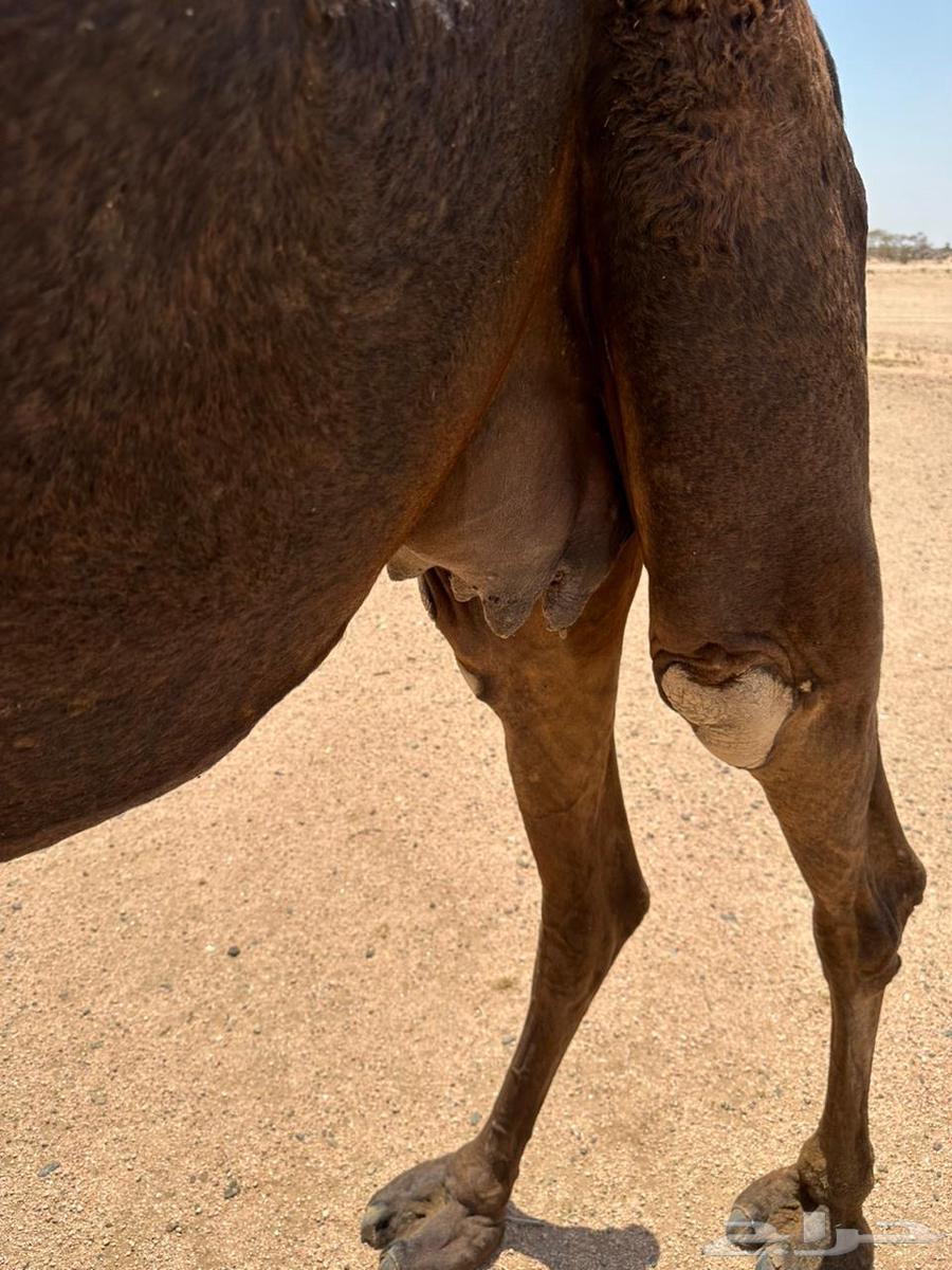 For sale, a pregnant she-camel in her second week of labor64346339447042110