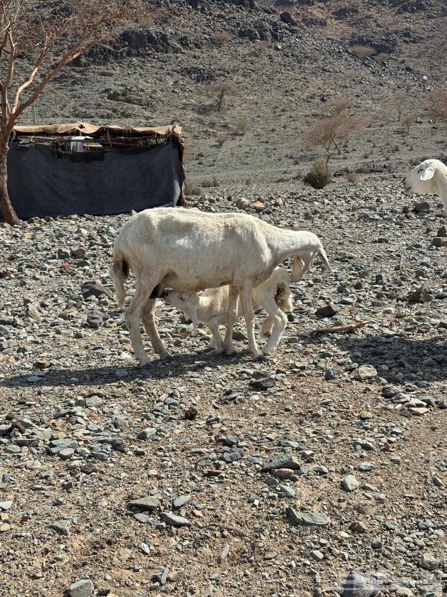A sheep and its father from Al-Murraih64342653176065111
