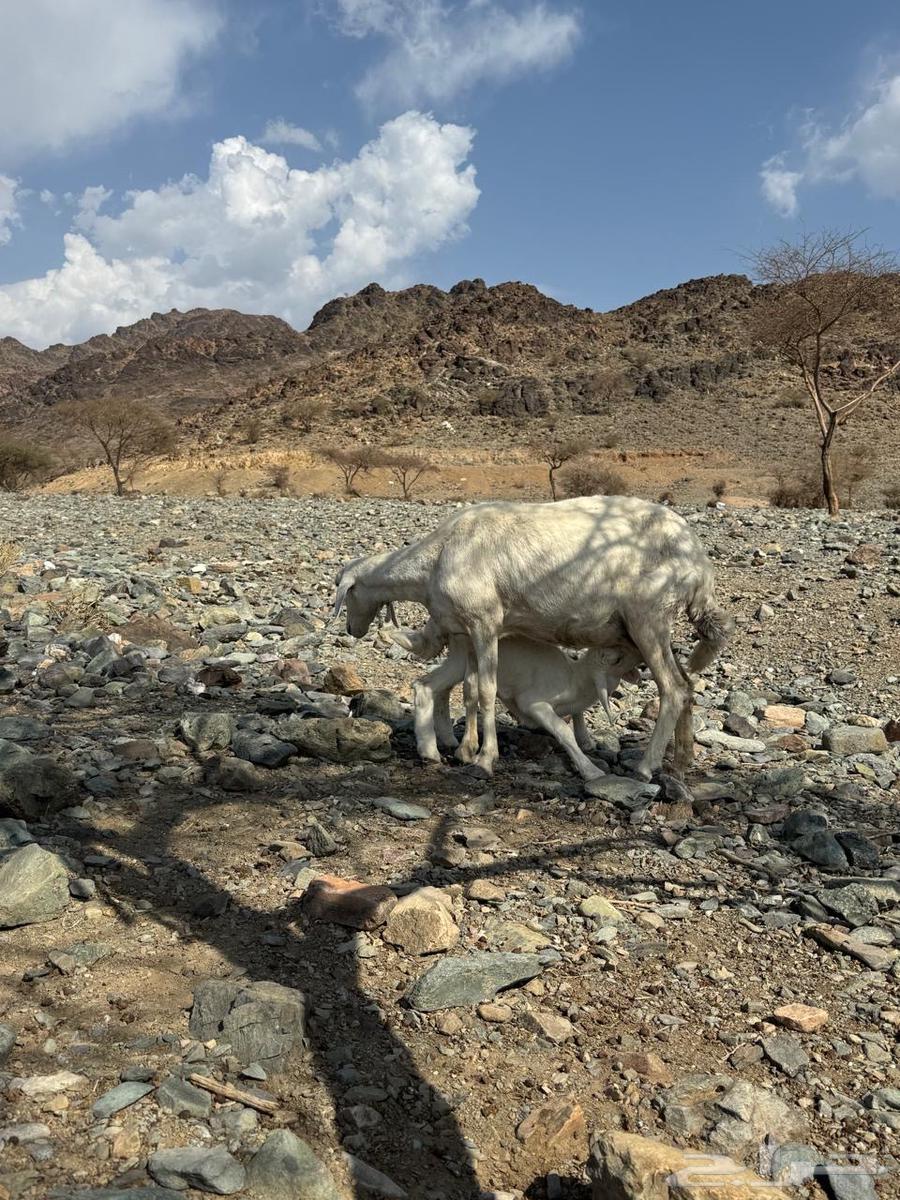 A sheep and its father from Al-Murraih64342653176065110