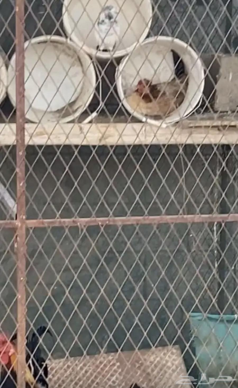 دجاج عربي نوادر64348890317442111