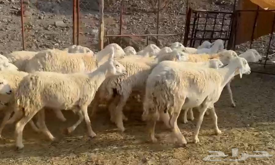 Wild ram for whoever wants to establish a herd64344332150787110