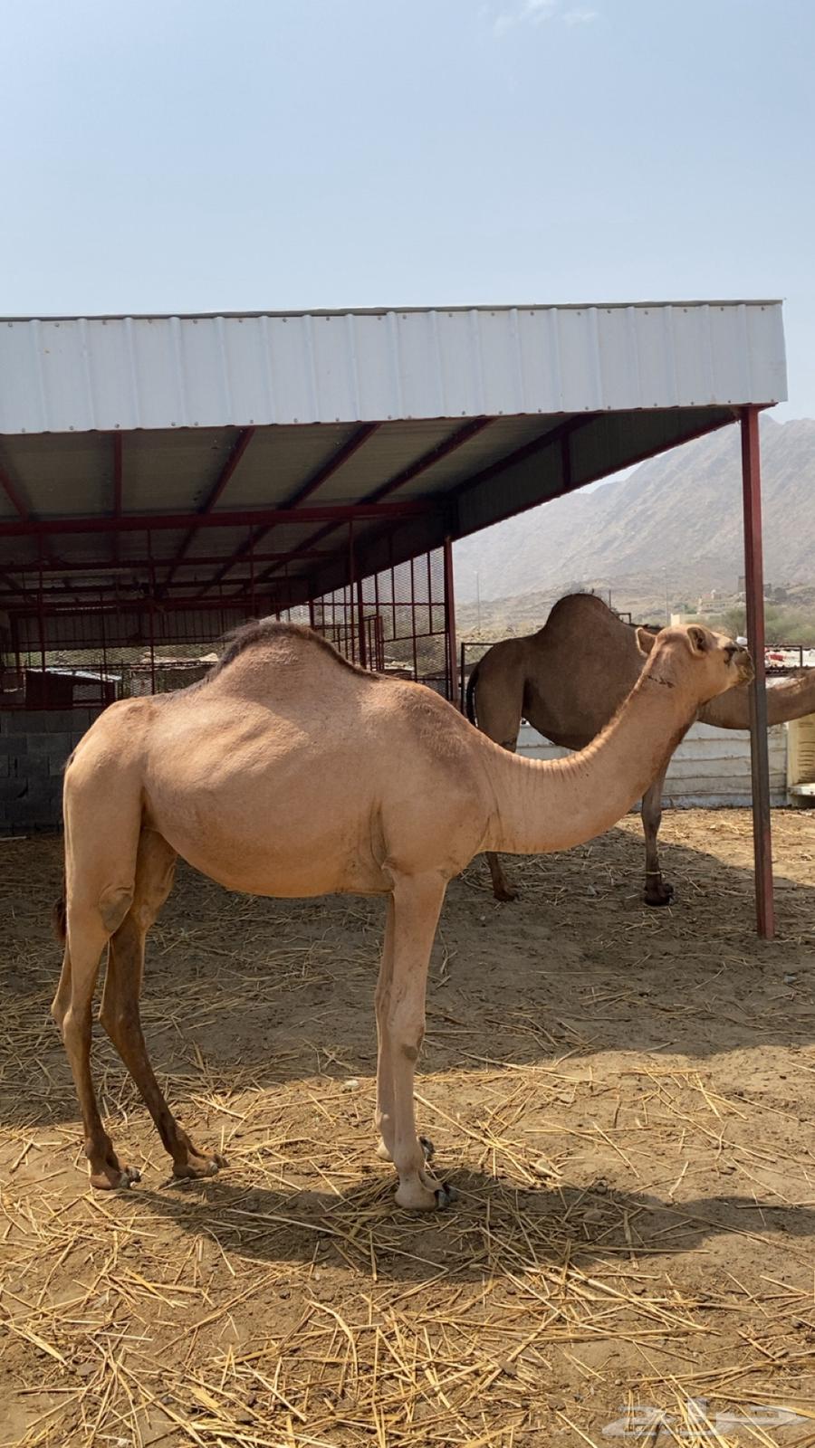 ثلاث بكار للبيع64353330089859111