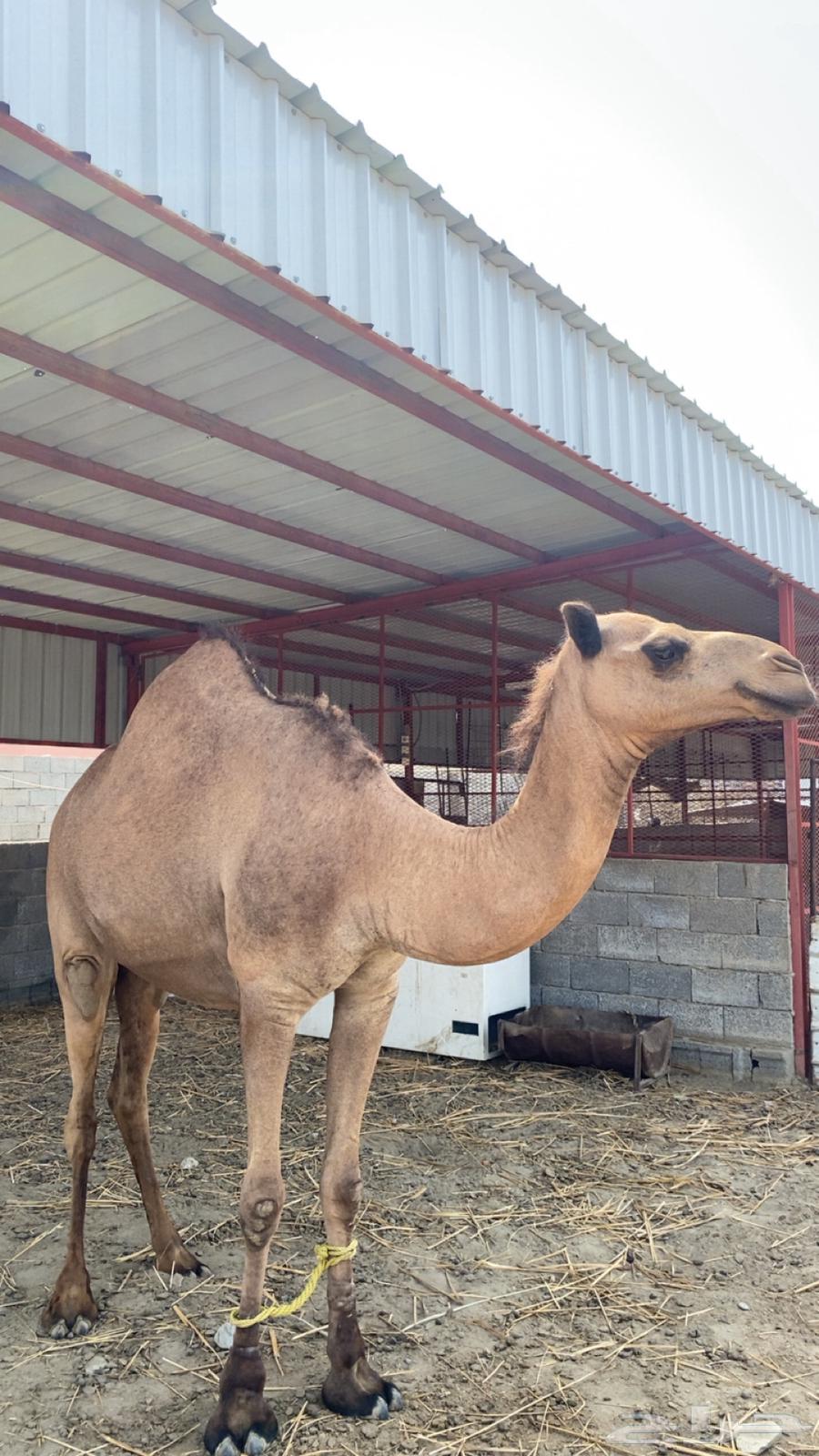 ثلاث بكار للبيع64353330089859114