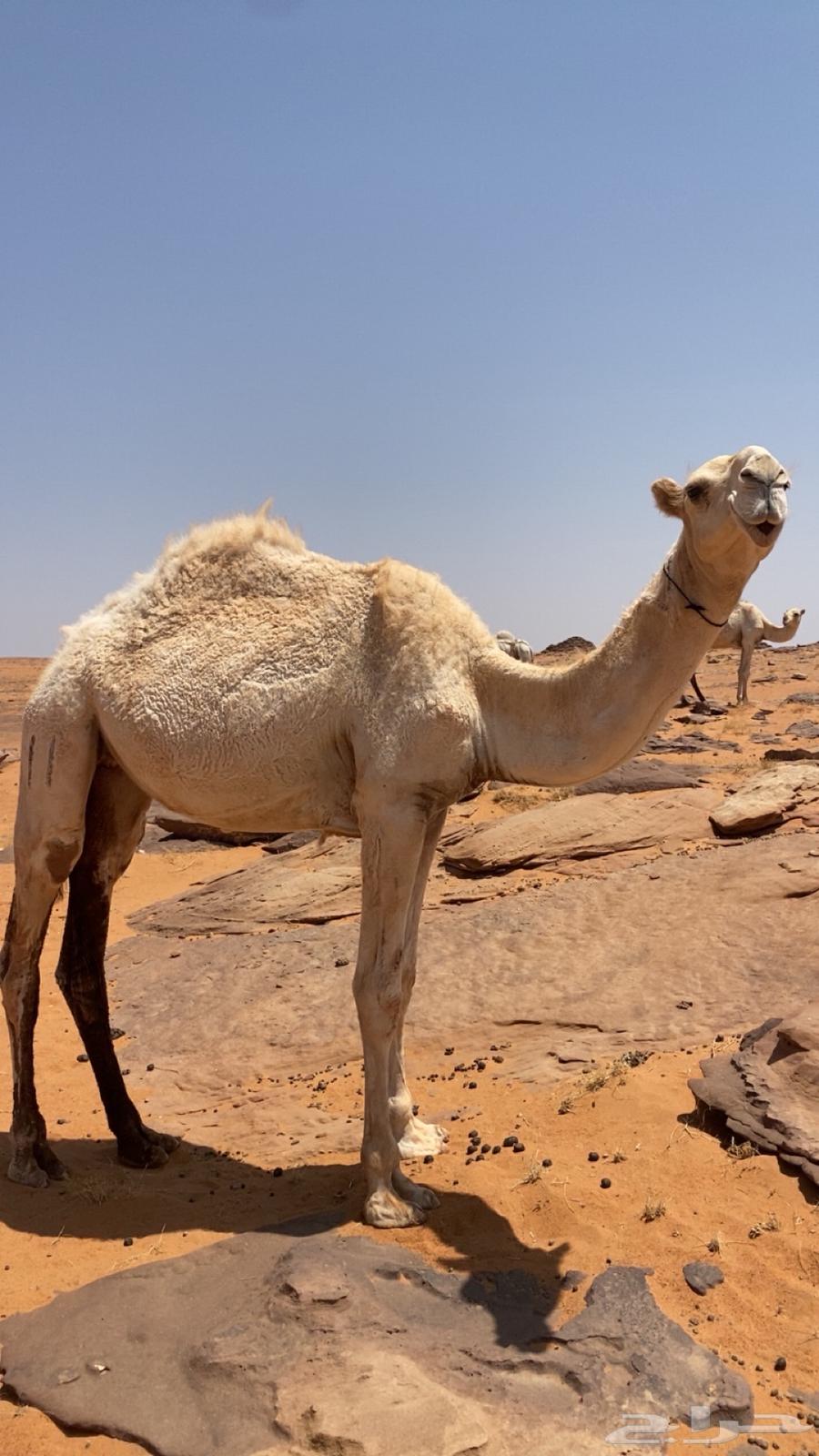 بكره وضحى طيبه للبيع64353254737411110