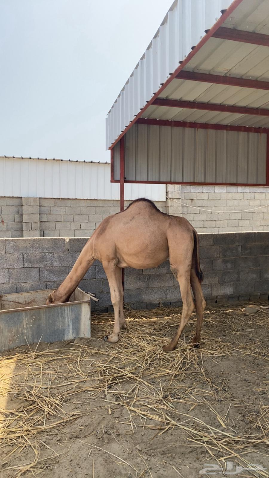 ثلاث بكار للبيع64353330089859112