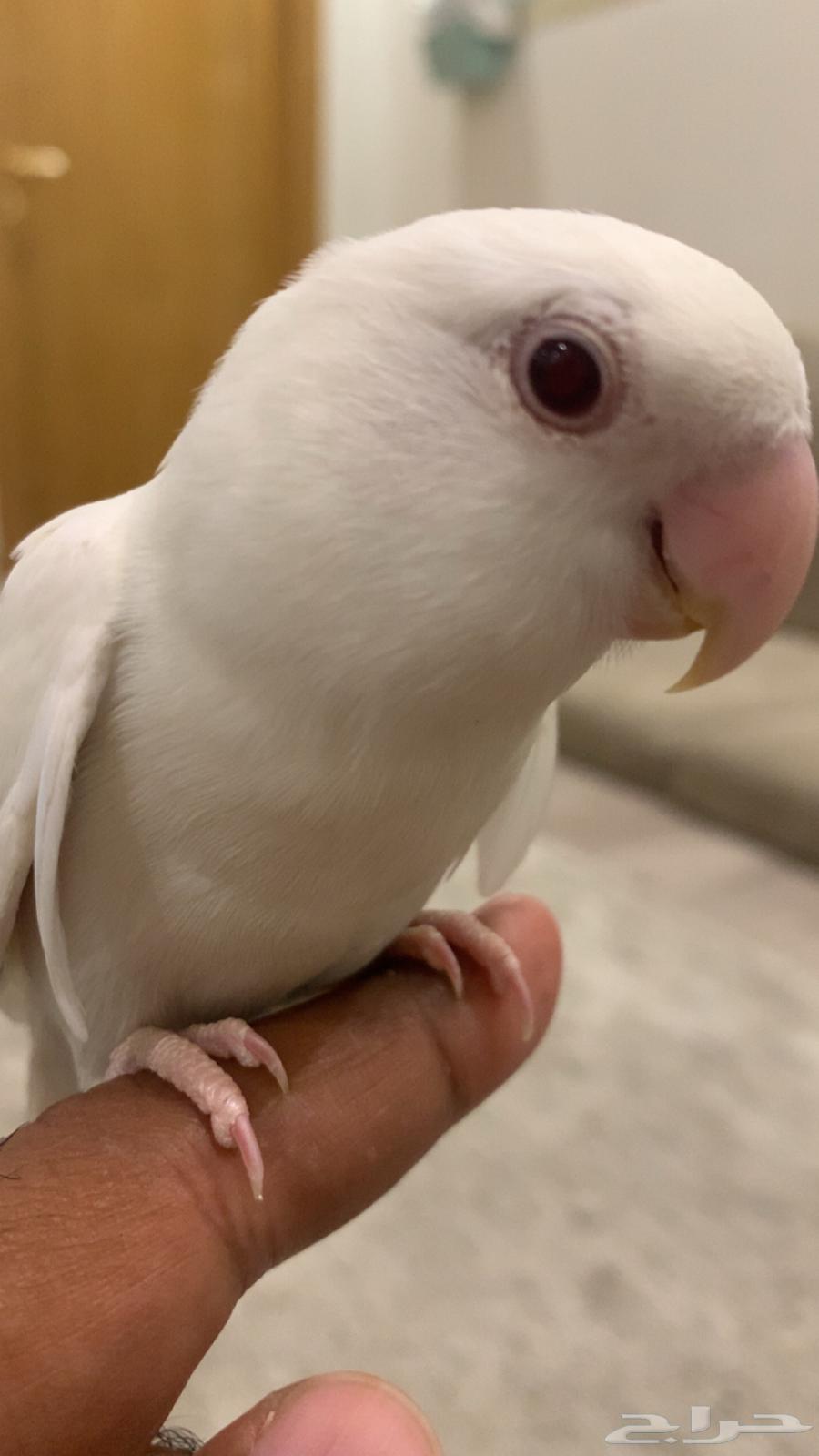 للبيع روز البينو اليف وما عنده عض64360115777538110