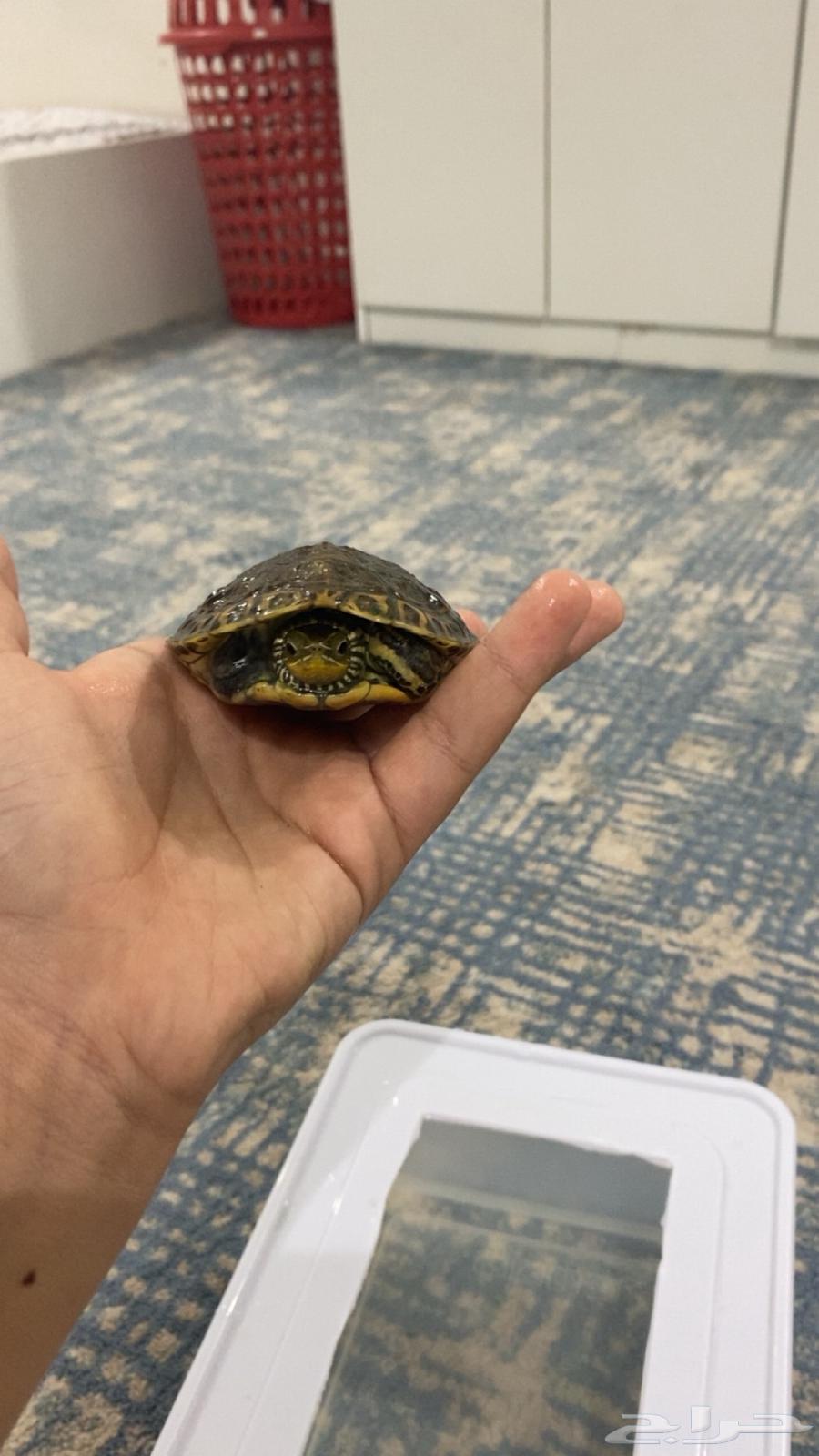 يوجد لدينا سلاحف وحلزونات للبيع64504626722689114