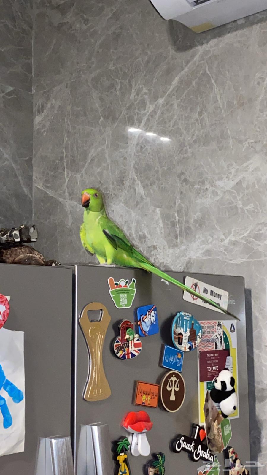 دره هندي للبيع او البدل64357423710082112